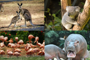 タロンガ動物園