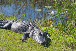 エバーグレーズ国立公園 (Everglades National Park)