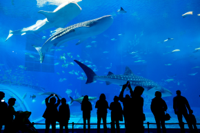 ジョージア水族館