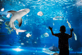 ケアンズ水族館