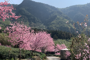 阿里山