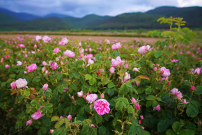 モロッコ薔薇の谷