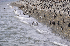 ペンギン・ビーグルクルーズ
