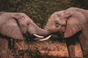 ネパール チトワン国立公園