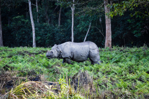 チトワン国立公園 ネパール