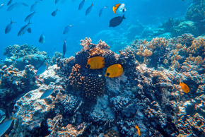 パラオサンゴ礁
