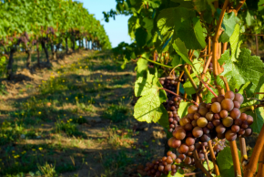 クロアチアワイナリー