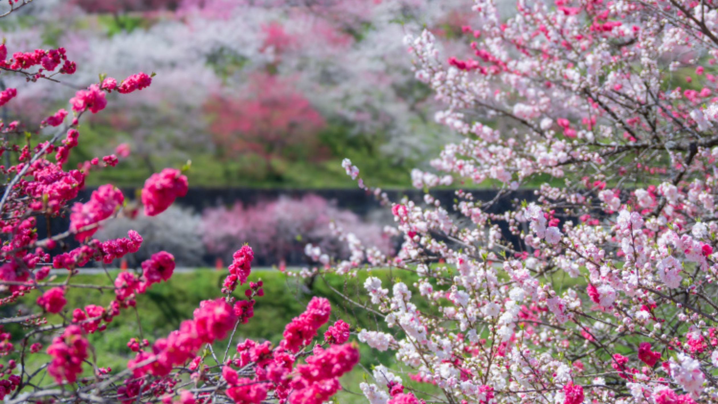 国内バスツアー