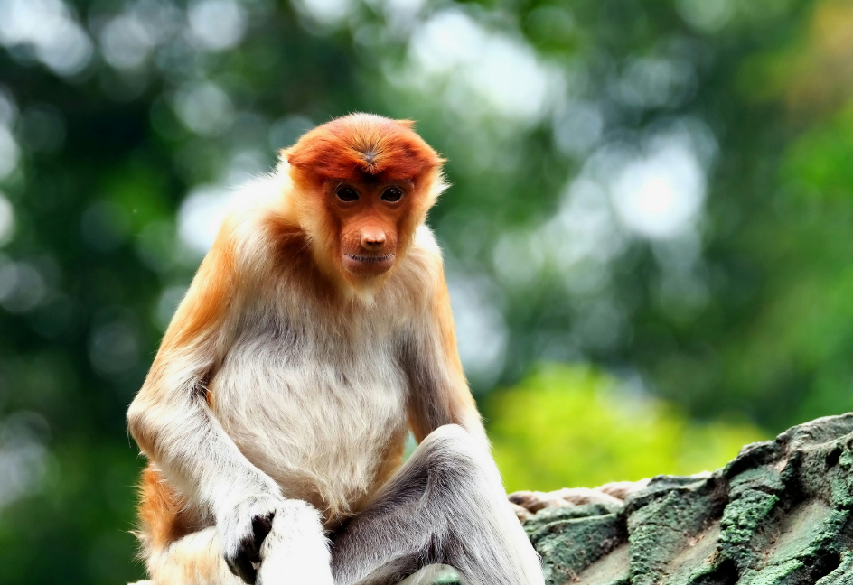 マレーシア ボルネオ島