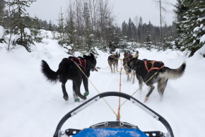 サーリセルカ 犬ぞり
