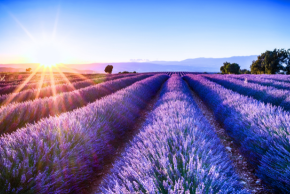 ラベンダー畑 (2)