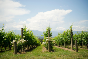 セントラルオタゴ　ワイナリー