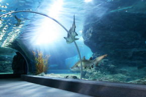 s.e.aaquarium in the ship