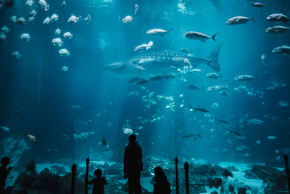 s.e.aaquarium large cabin