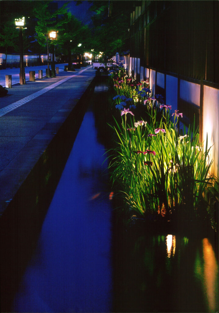津和野町殿町通り(花菖蒲)
