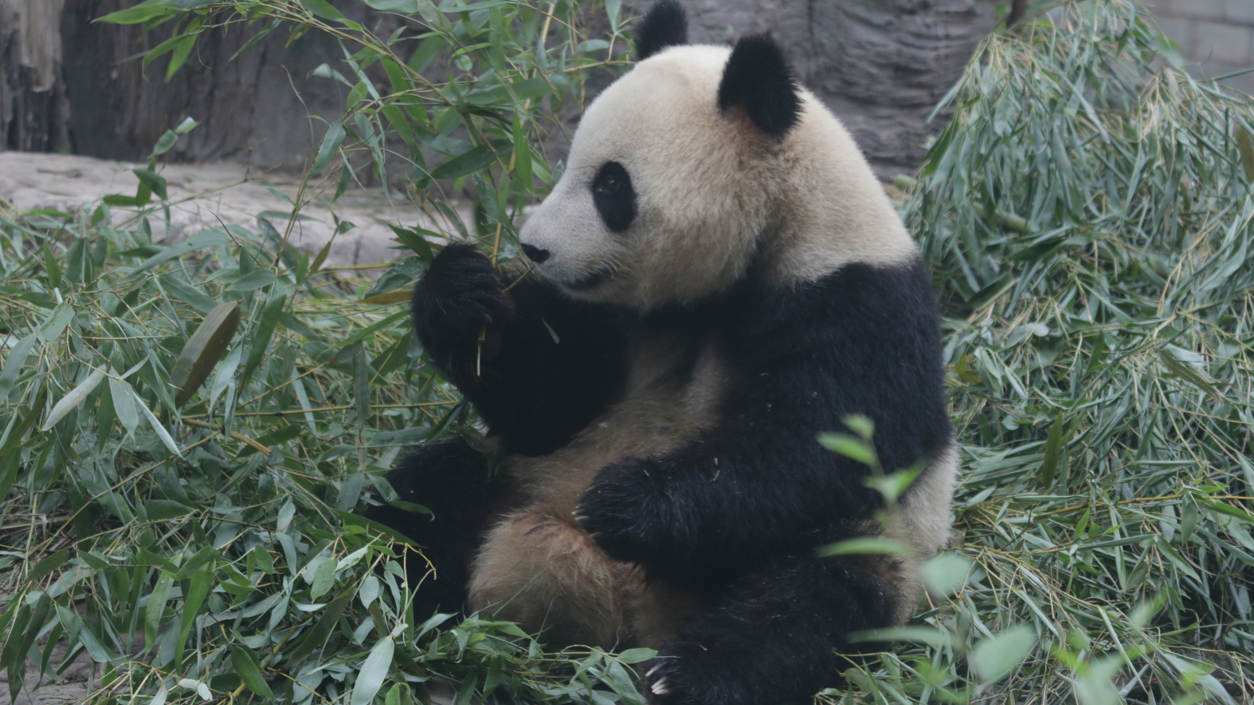 北京　動物園パンダ館