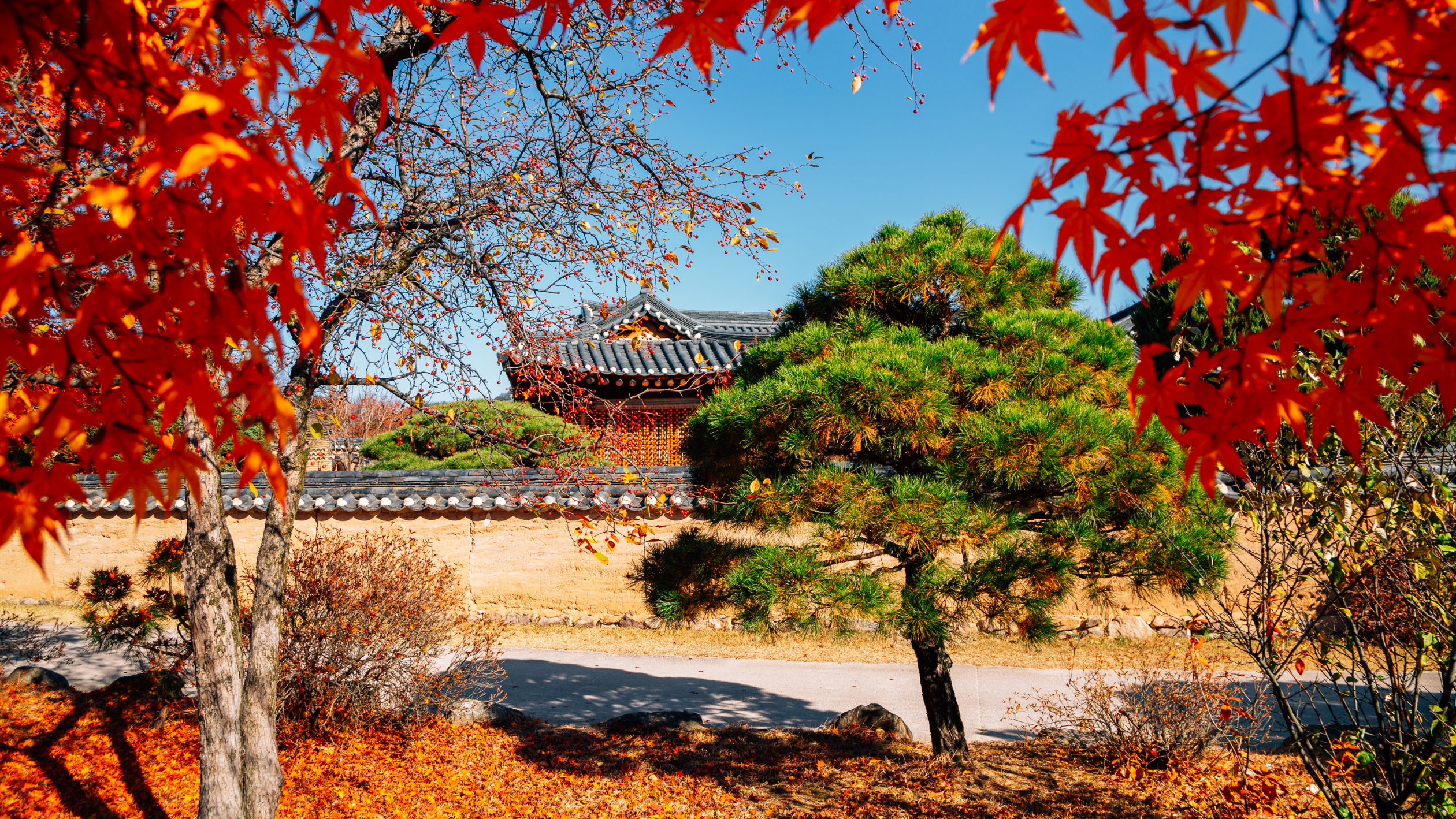 安東紅葉