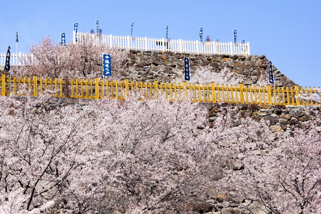 桜満開の春の舞鶴城公園
