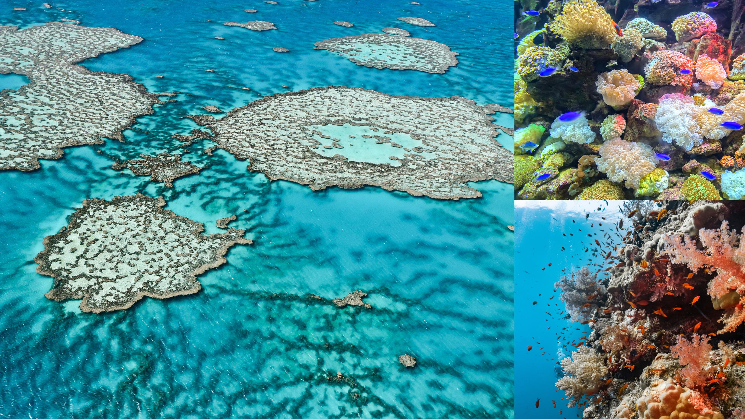 グレートバリアリーフ (2)