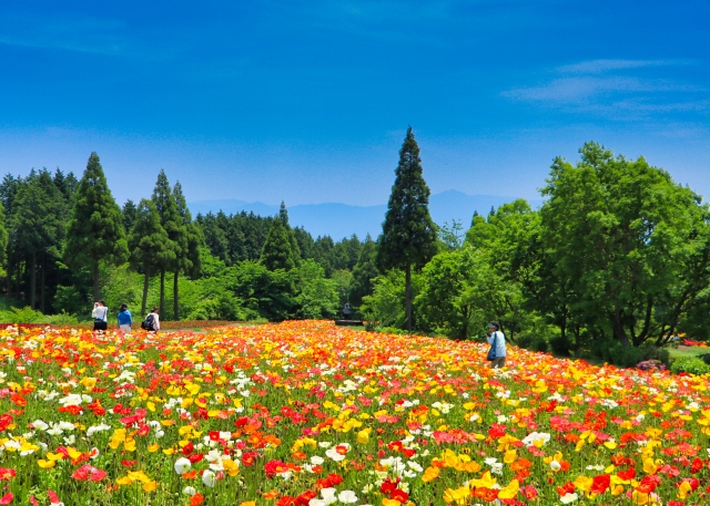 くじゅう花公園の花畑,ポピー