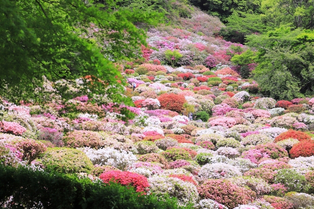 佐賀県御船山楽園の満開のツツジ