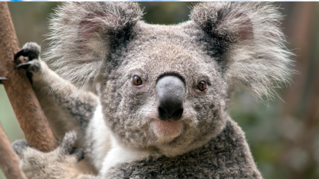 コアラ　イメージ