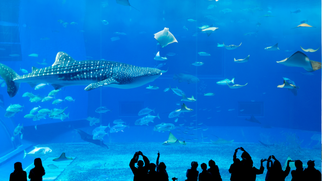 沖縄美ら海水族館