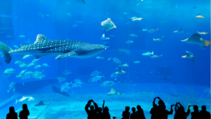 沖縄美ら海水族館