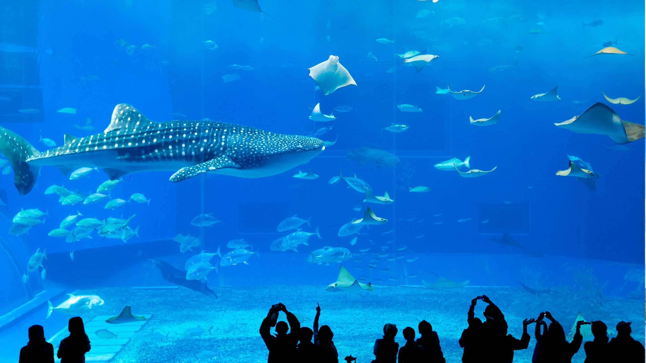 沖縄美ら海水族館