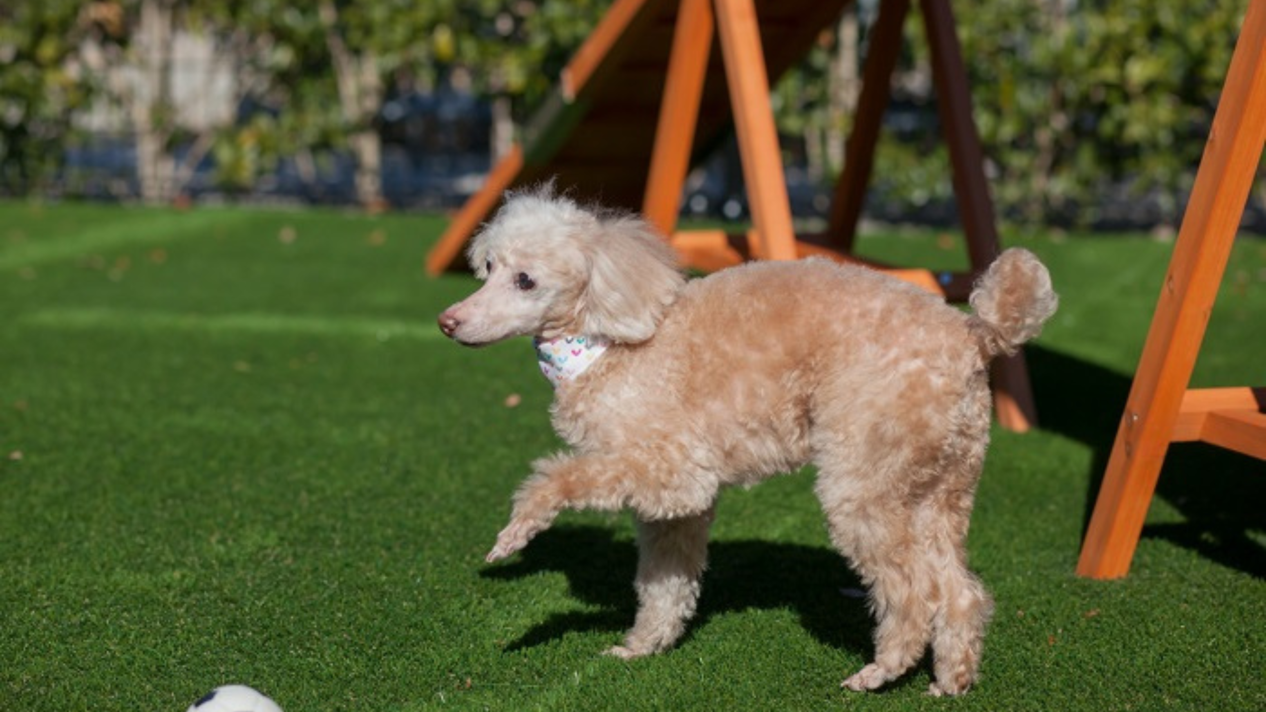 椿山荘　ペット宿泊