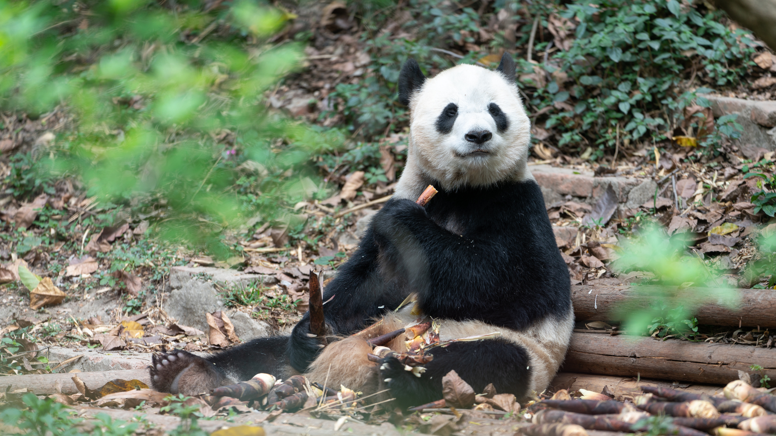 中国　成都パンダ基地