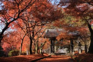 ：黒門（秋月城址 旧大手門）の紅葉