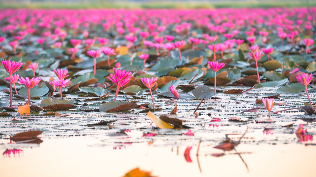 ウドンタニ「紅い睡蓮の海」（イメージ）