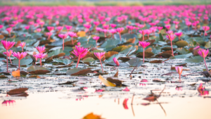 ウドンタニ「紅い睡蓮の海」（イメージ）